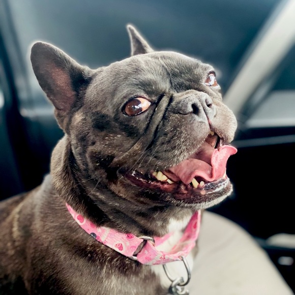 Other - 🐾Meet Ella! 🐾